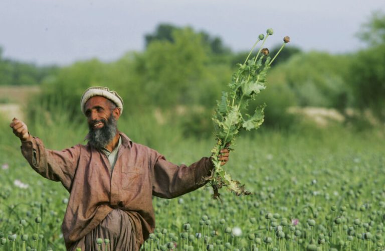CHIMTAL, AFGHANISTAN - MAY 17:  An Afghan farmer holds a poppie plant in a large field of poppie plants May 17, 2005 in Chimtal province, Afghanistan. Workers in the field are paid 200 Afghanie ($4.00 USD) a day or sometimes 50 percent of the proceeds. Poppies in the Chimtal area have flowered, now is the time to collect the prized opium used to make heroin. Farmers work 12 hours a day scraping the opium milk from the bulbs for two weeks depending on the size of their fields.