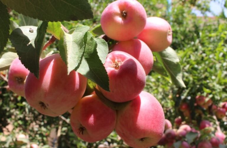 24 tons of apples have been exported from Herat to other countries