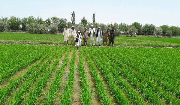 Planting rice in Afghanistan