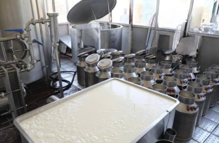 80 tons of fresh milk are produced daily in Herat