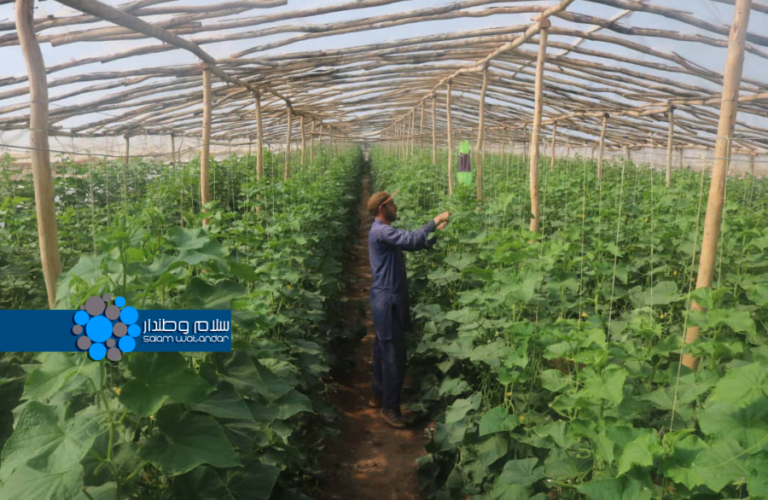 A greenhouse in Herat 1