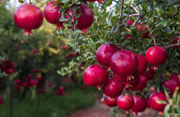 Afghan pomegranate 2