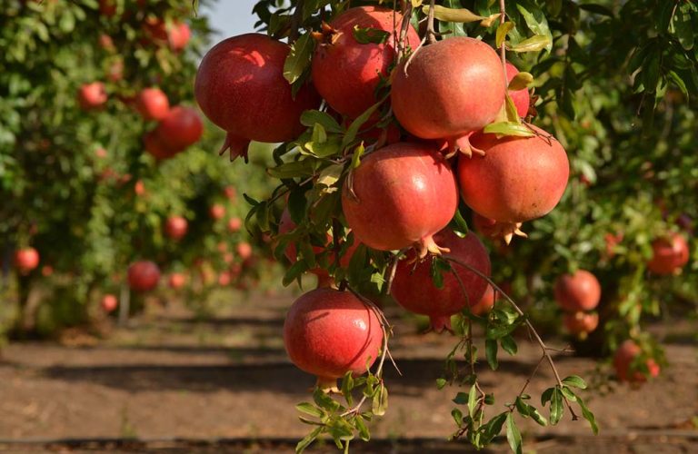 Afghan pomegranate