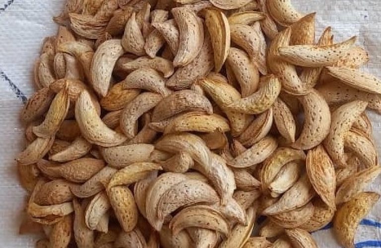 Almond yields have increased in Panjshir