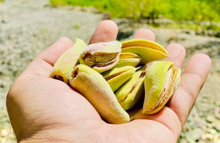 Almond yields in Logar have increased by 10 percent