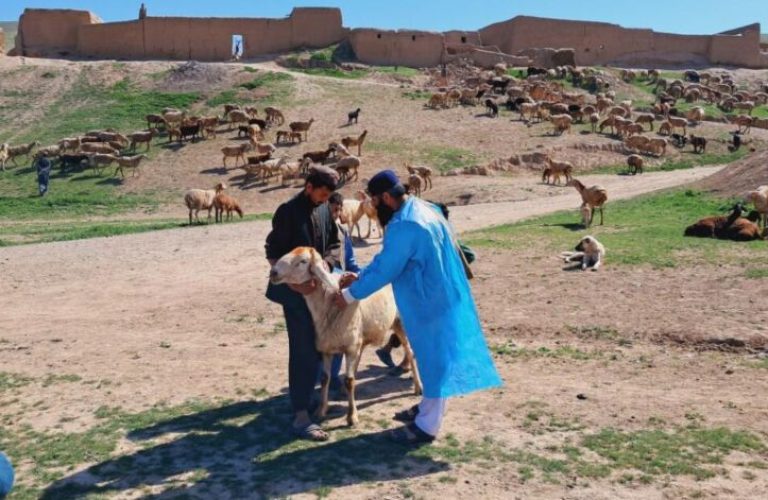 Animal vaccination