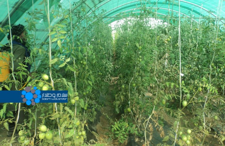 Cold and lack of facilities have disrupted the production of winter vegetables in Parwan 1