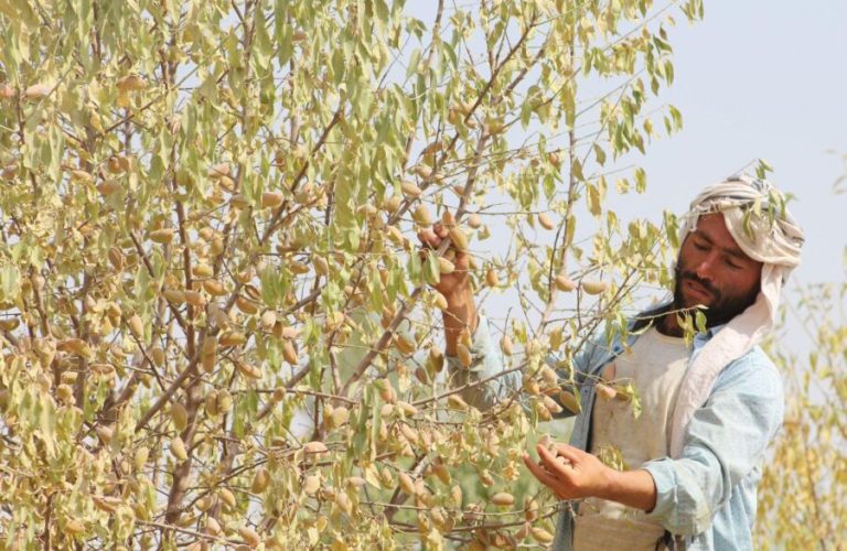 Daikundi Almonds
