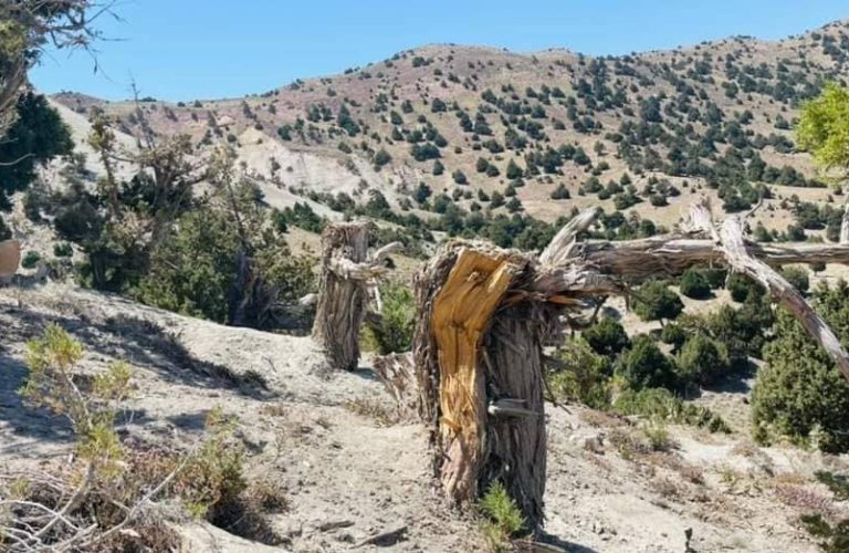 Deforestation A warning for Badghis pistachio fields