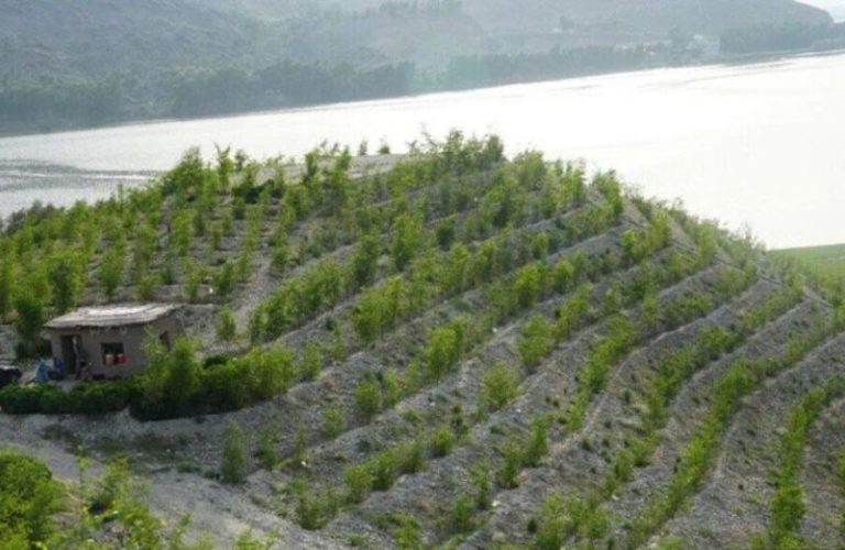 Developing jujube forests in Laghman; a green step against climate change