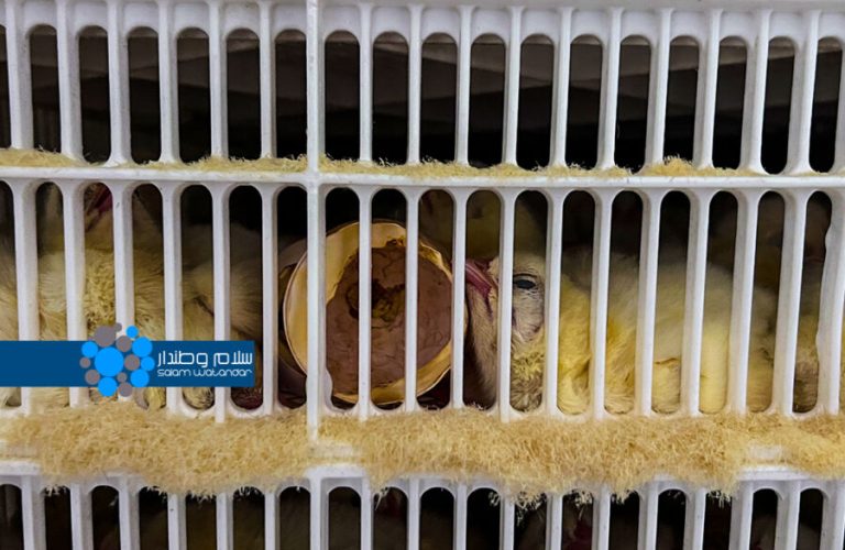 Efforts to achieve self-sufficiency in chicken meat production in Balkh 1