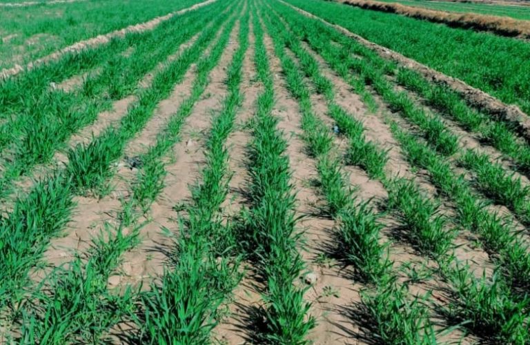 Establishing research farms in Khost; an effective step to produce compatible seeds and increase farmers' yields 1