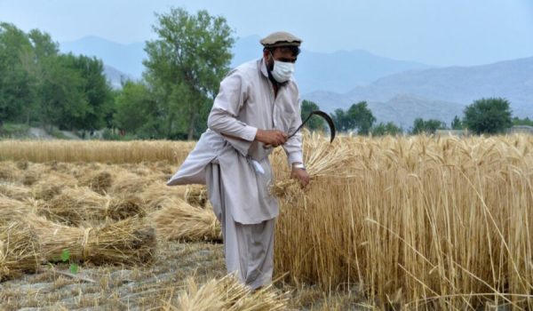 Farmers in Afghanistan 1