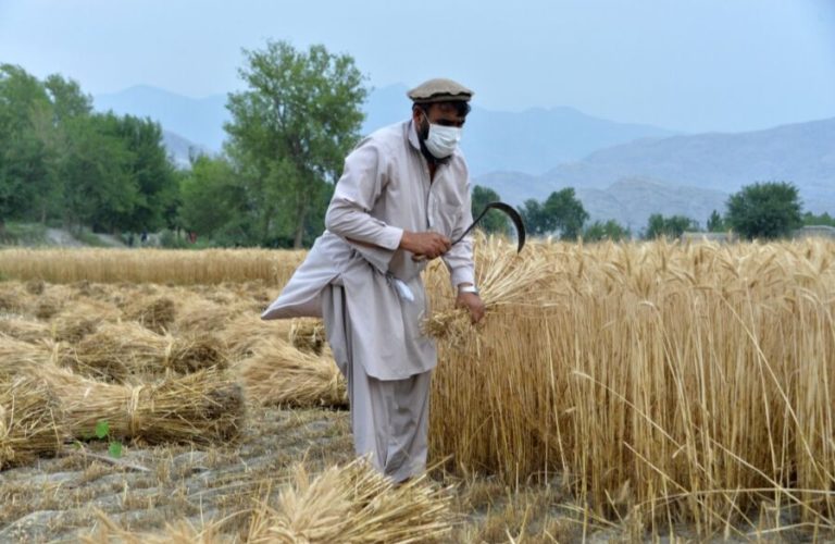 Farmers in Afghanistan 1