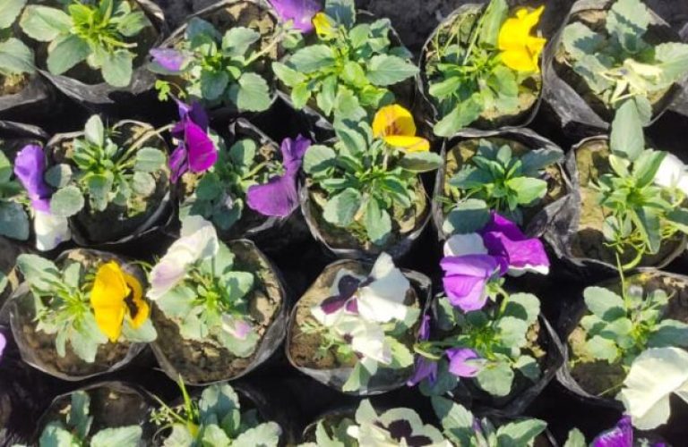 From a small garden to great hope; the story of a woman who makes a life with flowers 1