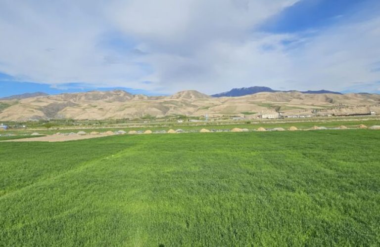 From drought to greenery; this year's rainfall gave Badakhshan farmers hope