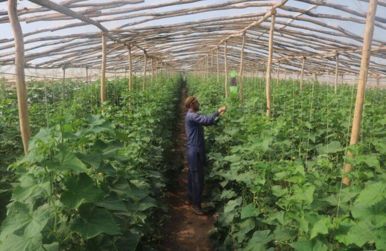 Herat; Flower houses that rotate with credit and break with storms