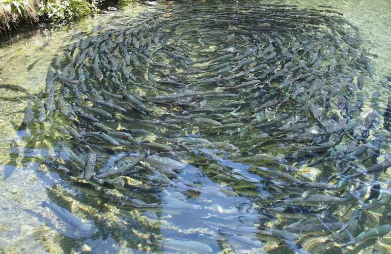 How-to-Start-Fish-Farming-in-the-Netherlands-1