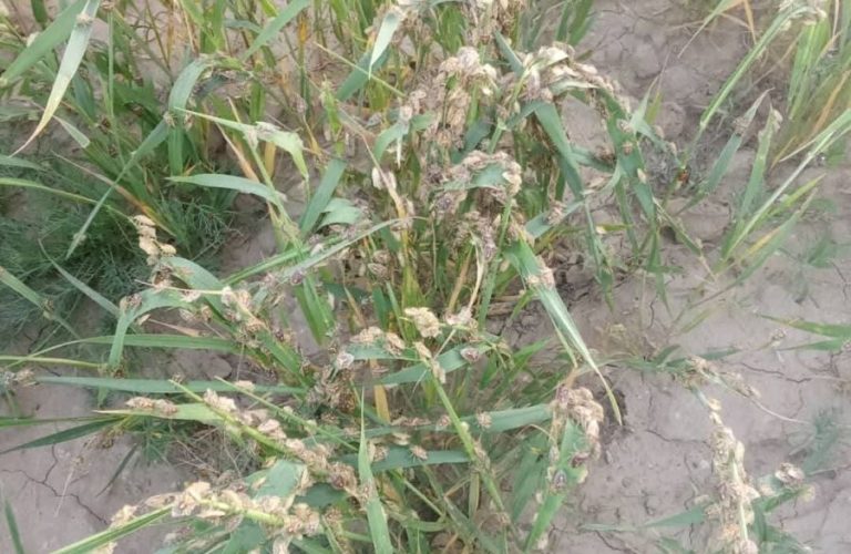 Kafeshk attacks wheat fields in Faryab farmers demand immediate help 1