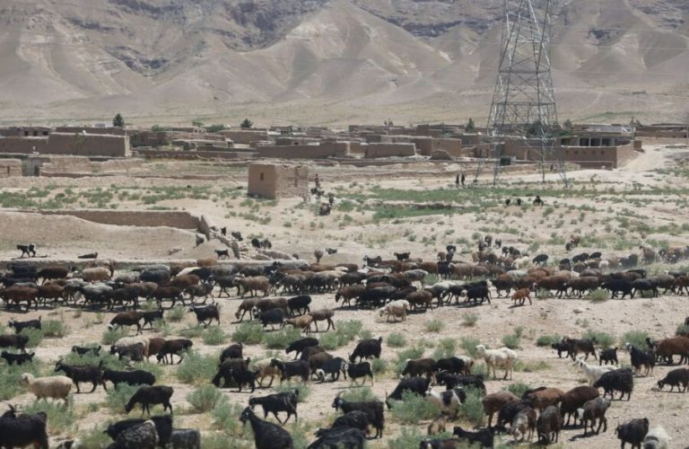 Lack of pasture in Afghanistan