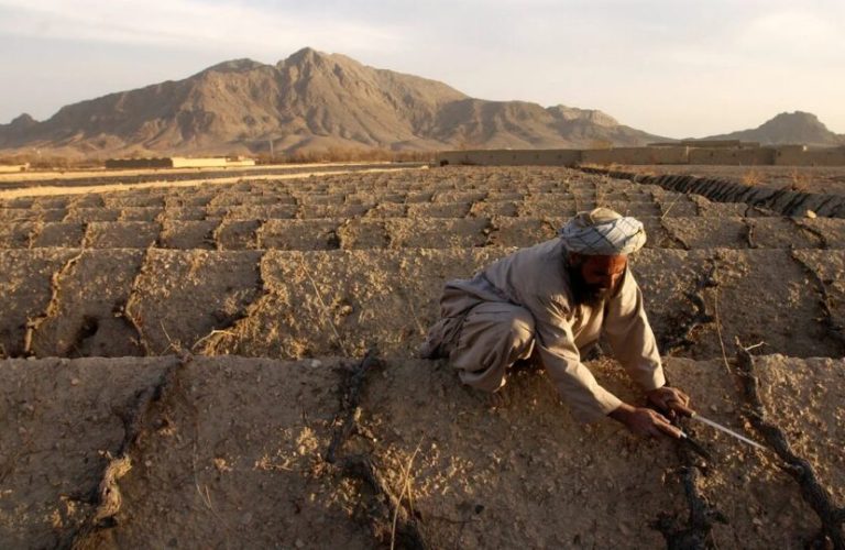 More than 80 percent of Afghan farmers affected by drought