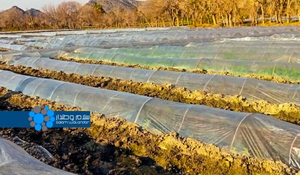 Off-season cultivation in Laghman; generating income for farmers and regulating the winter market 2