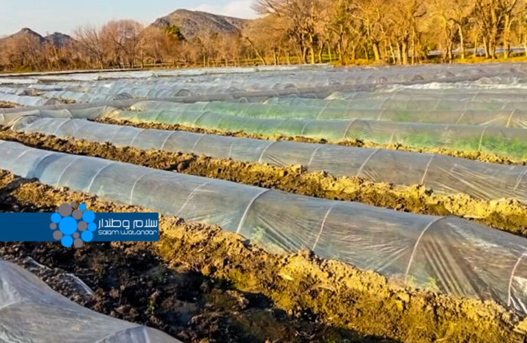 Off-season cultivation in Laghman; generating income for farmers and regulating the winter market 2