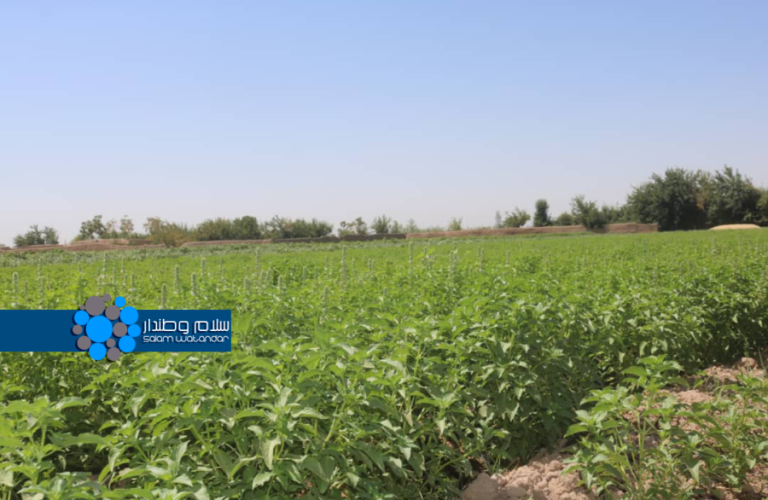 Planting basil in Helmand 1