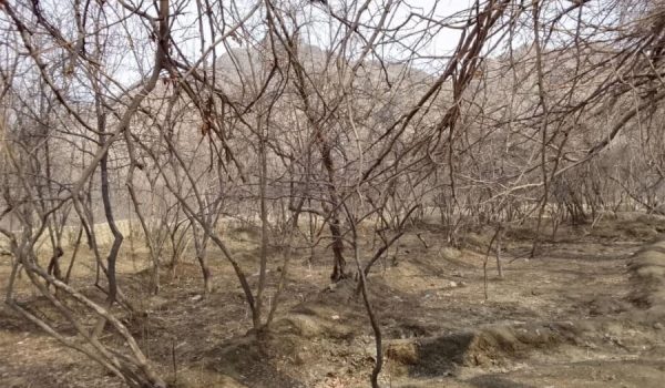 Pomegranate growers in Tagab are optimistic; winter snows promise a fruitful year 1