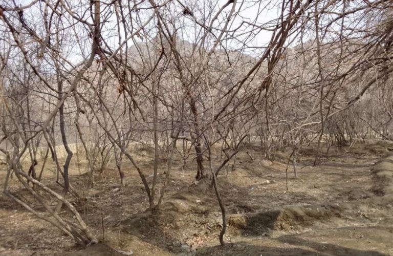 Pomegranate growers in Tagab are optimistic; winter snows promise a fruitful year 1