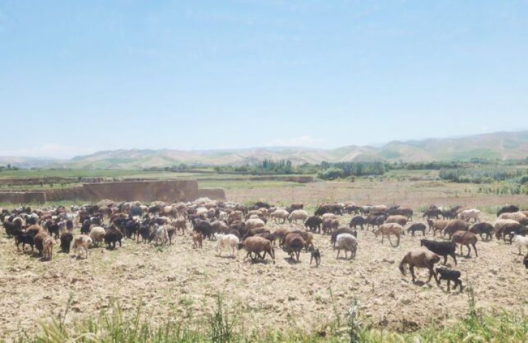 Recent rains bring new hope to livestock farmers in Al-Jihad district of Sar-e-Pul