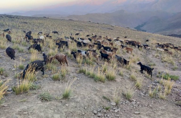 Reduction of pastures and its impact on seasonal migrations of livestock keepers in Parwan 1