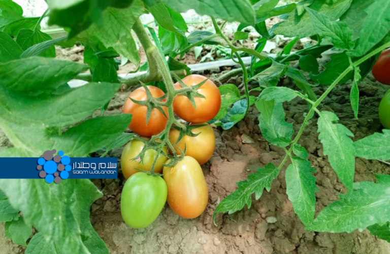 Roman eggplant in Baghlan