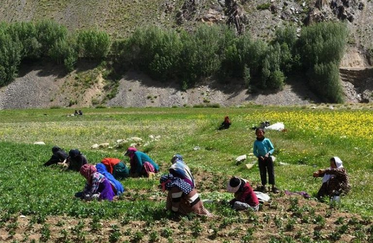 Rural Women in Afghanistan