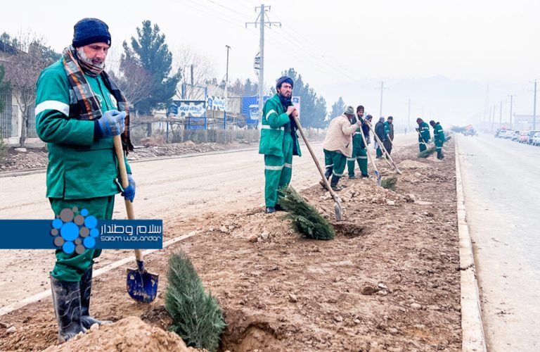 Sapling planting campaign