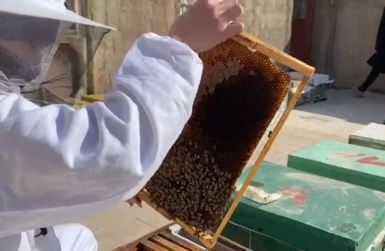 Honey production in Herat