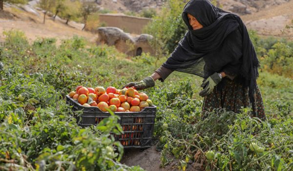 Services have been provided to more than 486,000 people in Afghanistan over a three-month period 1