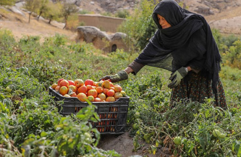 Services have been provided to more than 486,000 people in Afghanistan over a three-month period 1