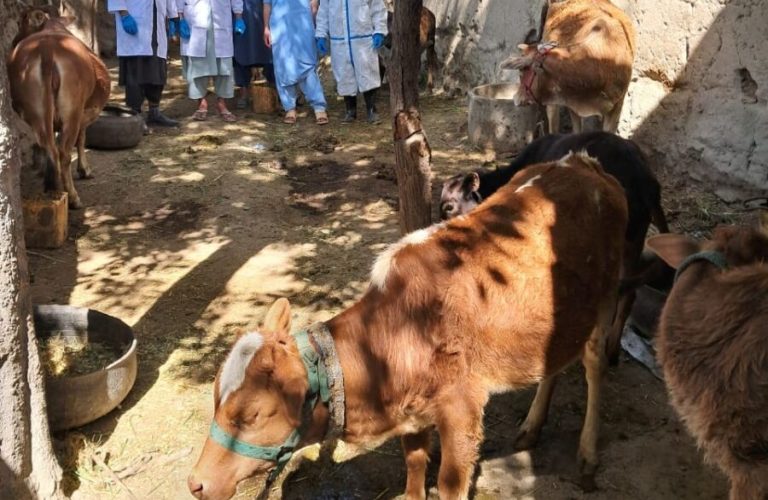 Simultaneous outbreak of three deadly livestock diseases in Kapisa; livestock farmers are worried