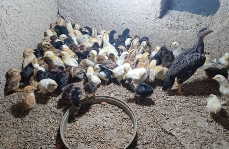 Small Cages, Big Hopes The Story of a Home Business in Farah