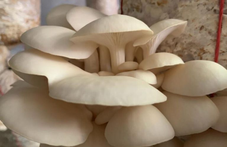 Stories of women who achieved self-sufficiency through Samarq 1