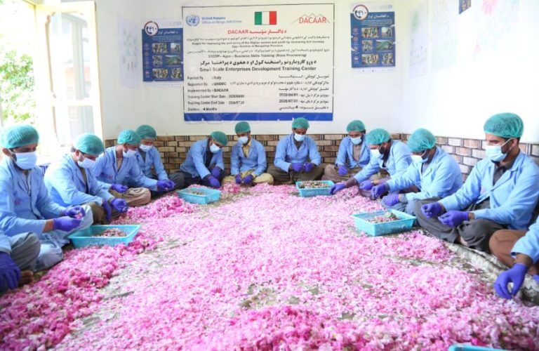 The United Nations promotes saffron and roses as alternatives to the opium poppy 1
