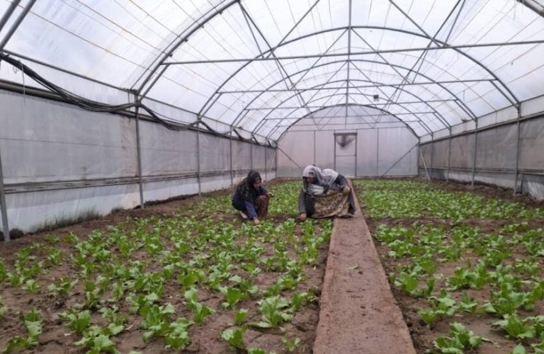 The key role of women in agriculture and animal husbandry in Ghazni 1