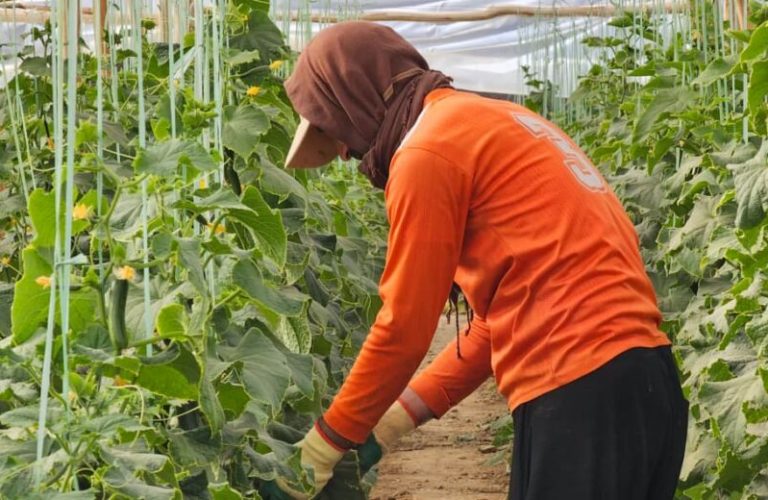 Agriculture in Ghor