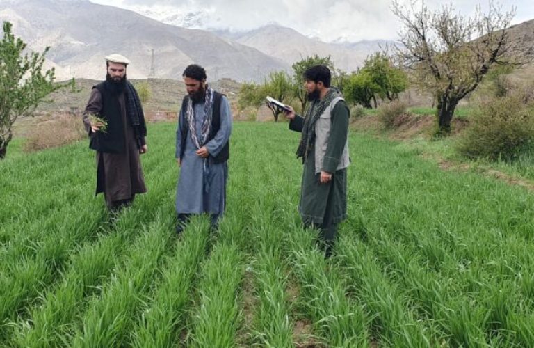 Wheat cultivation in Panjshir A step towards standard agriculture 1