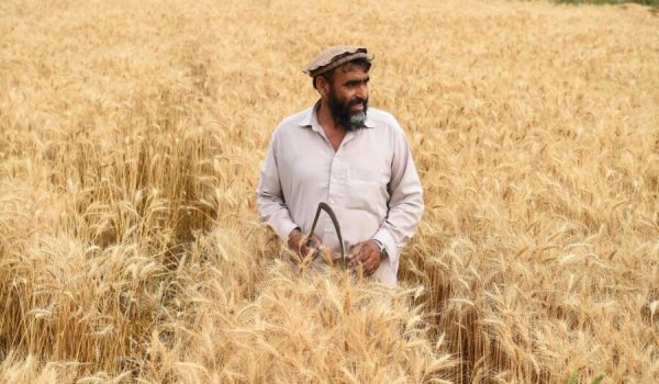 Wheat in Afghanistan