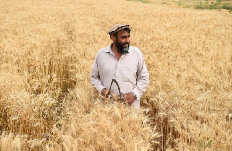 Wheat in Afghanistan
