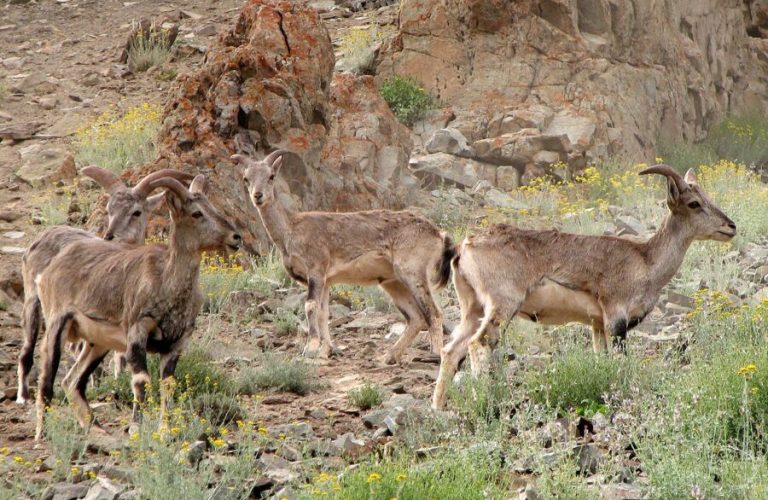 Wildlife of Afghanistan