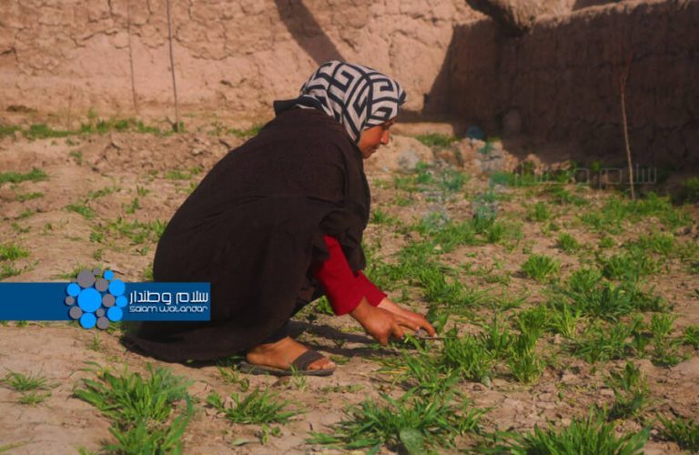 Women farmers in Faryab