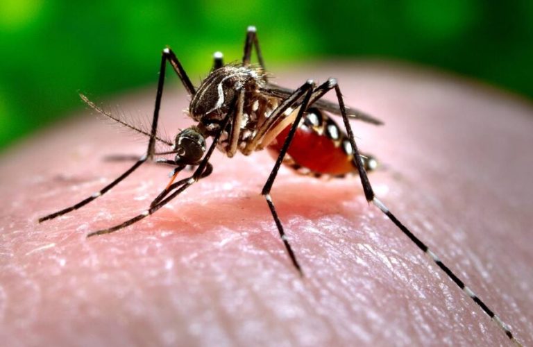 World Malaria Day